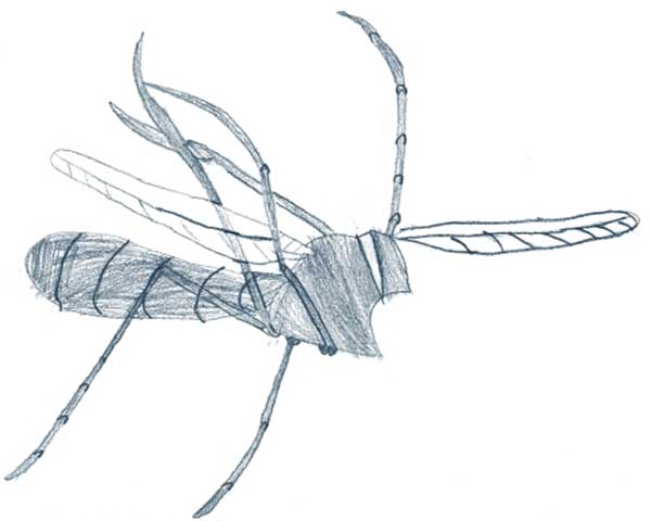 Visual Arts: Insect drawings - Jamie