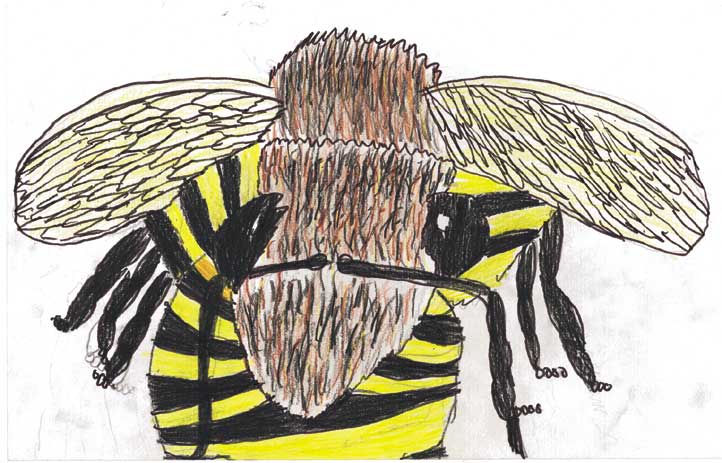 Visual Arts: Insect drawings - Alex