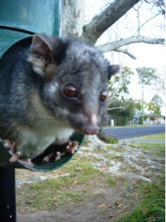 photo of a ringtail possum